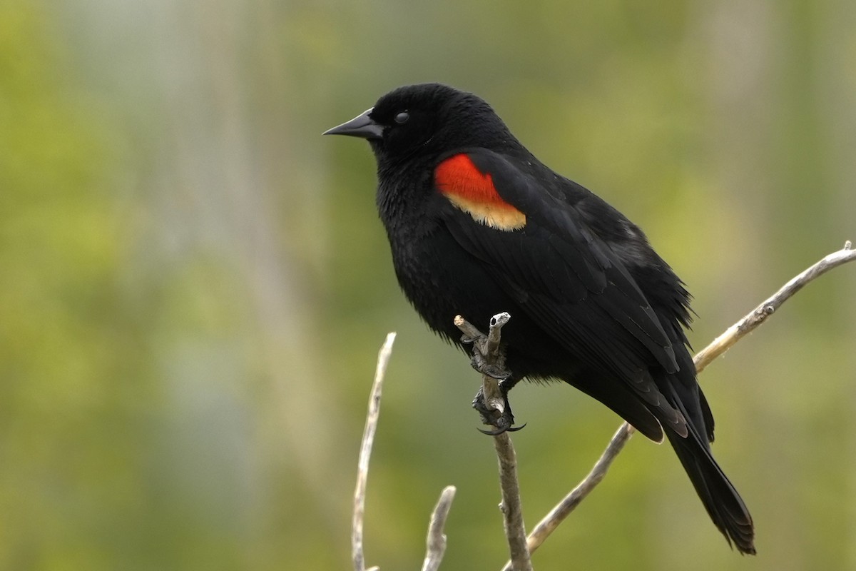 Red-winged Blackbird - ML618824744