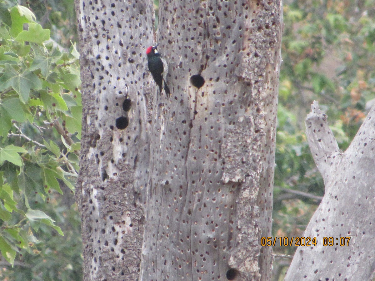 Acorn Woodpecker - crdf bird