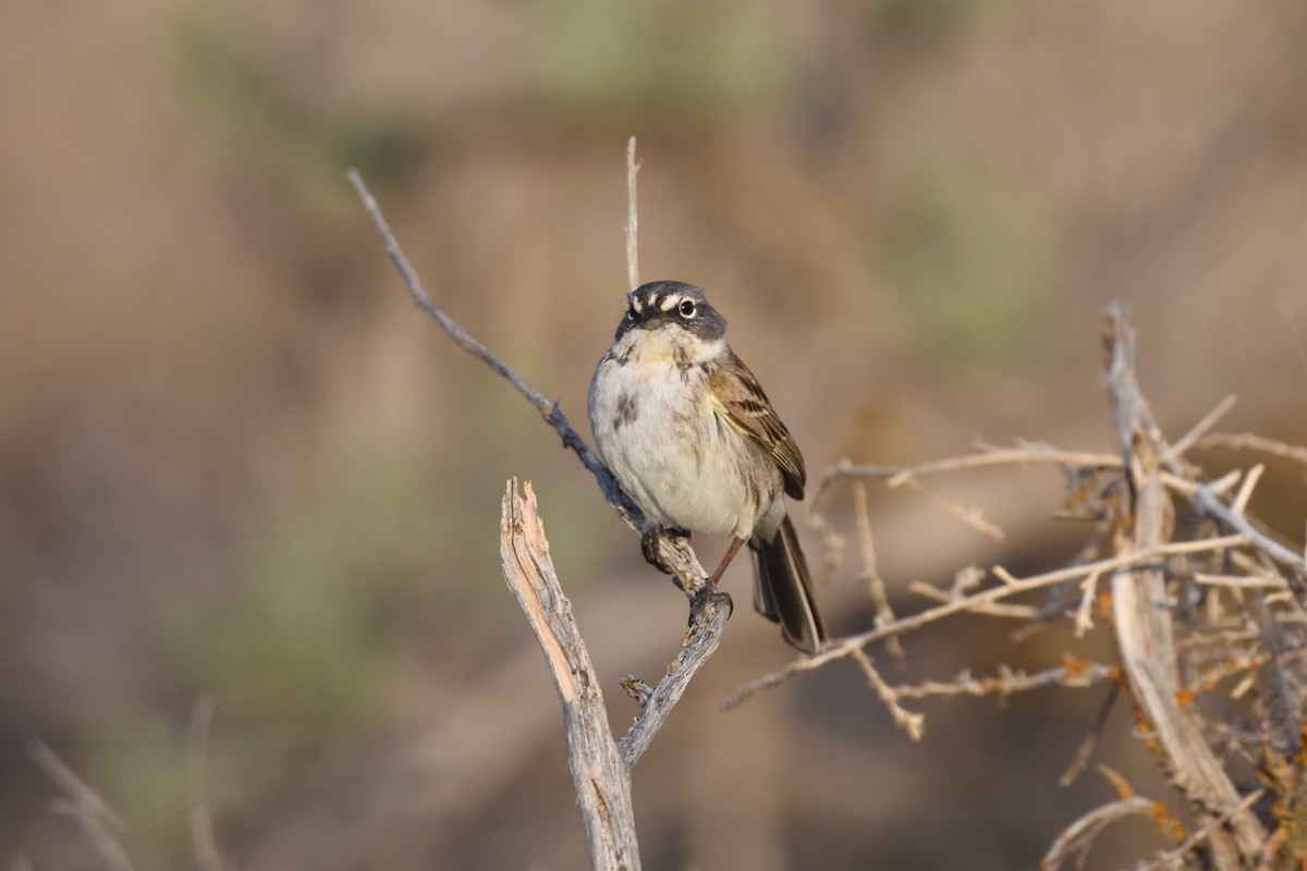 Sagebrush Sparrow - James Hoffman