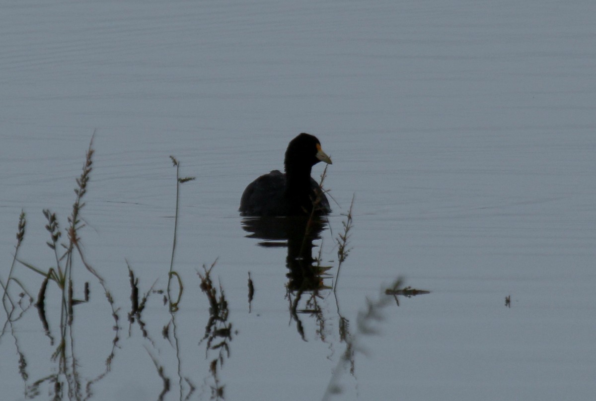 White-winged Coot - ML618824823