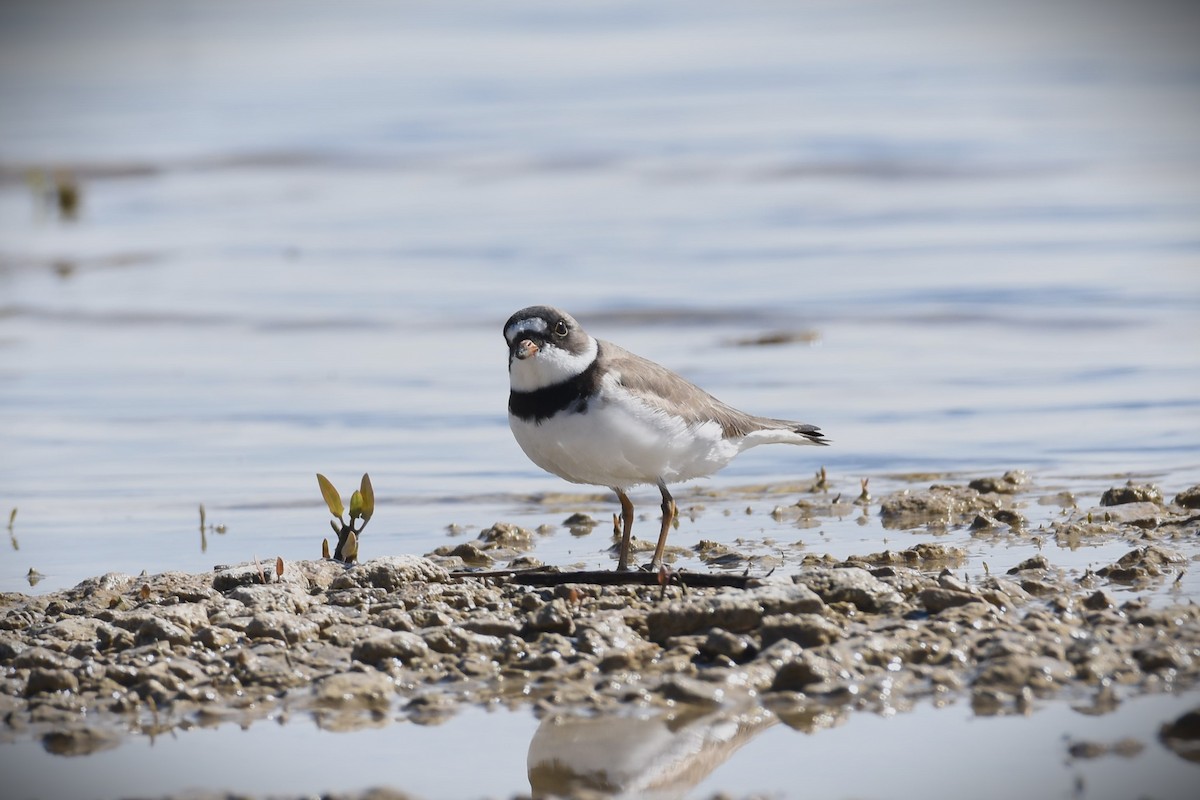Semipalmated Plover - ML618824886