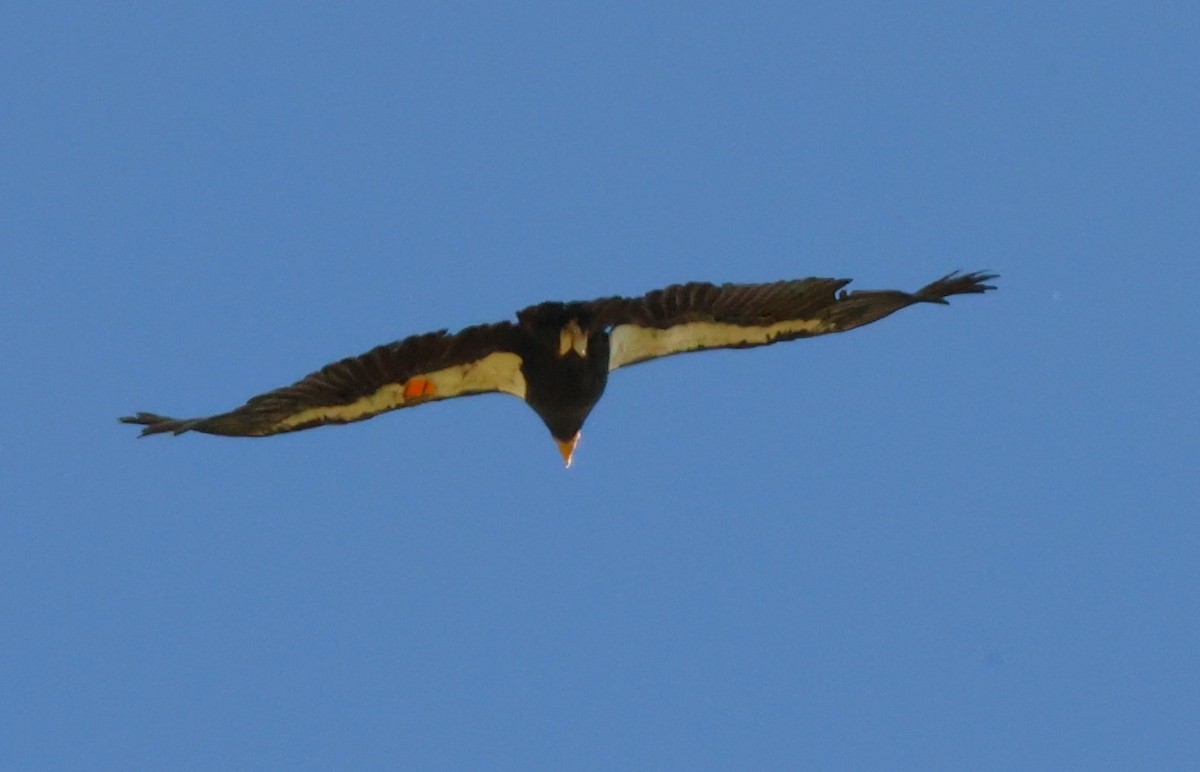 California Condor - ML618824897
