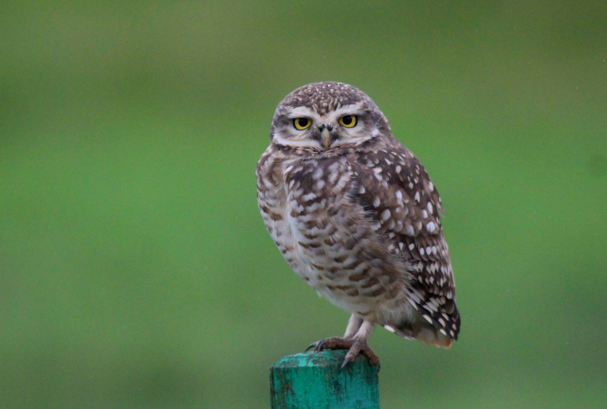 Burrowing Owl - ML618824941