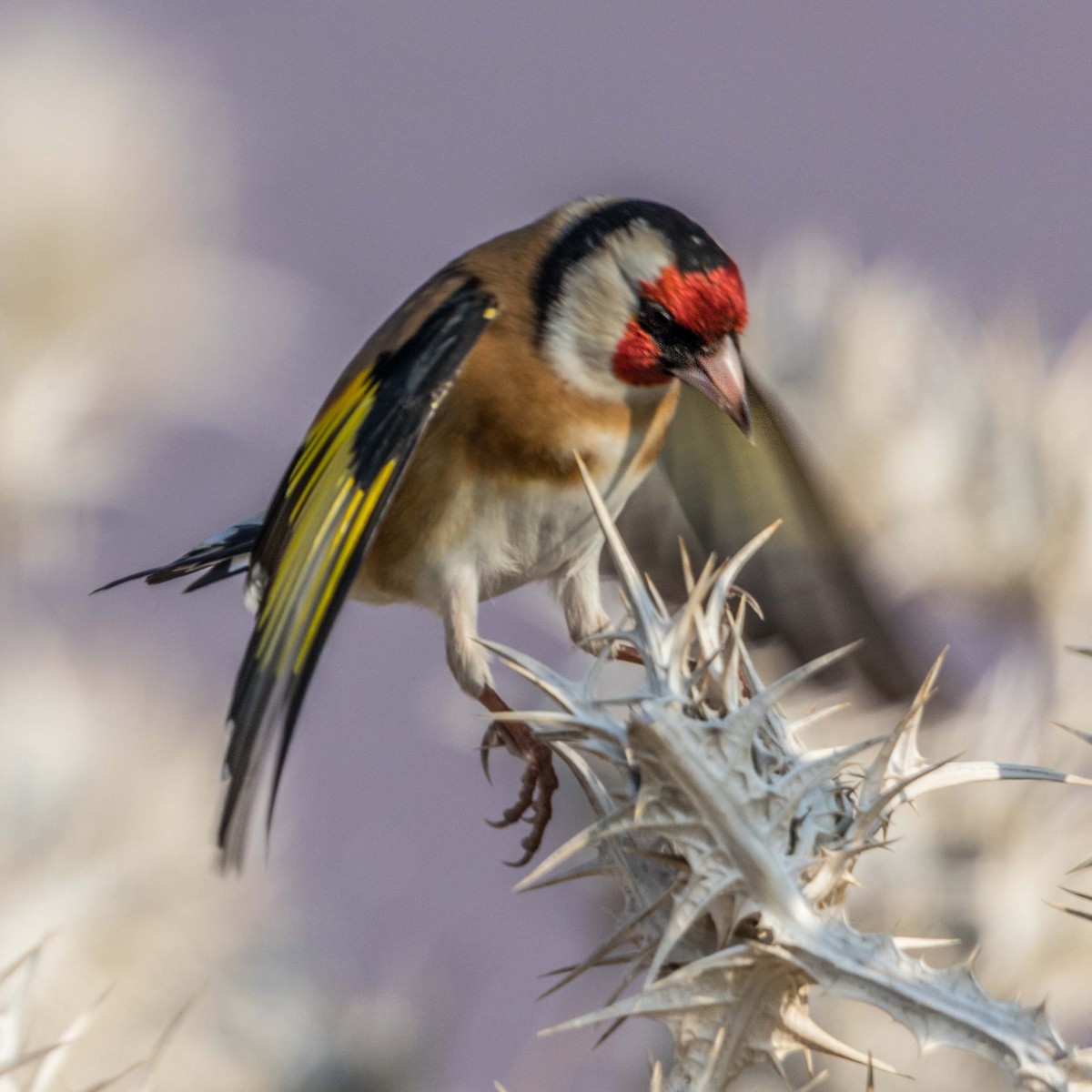 European Goldfinch - Ido Ben-Itzhak