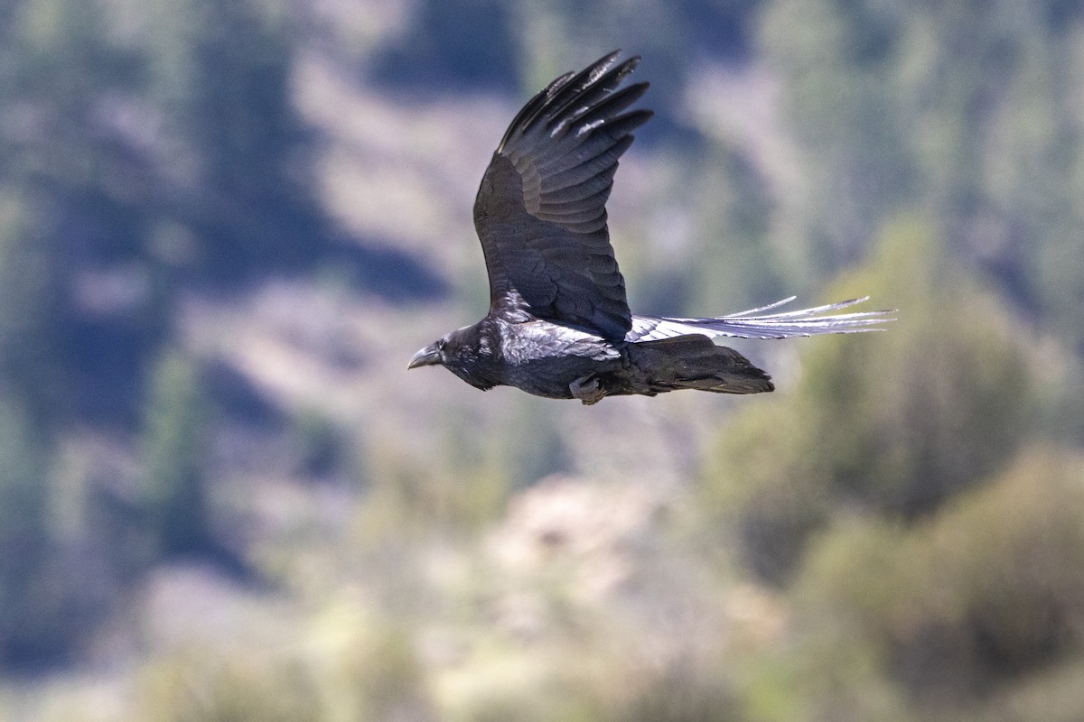 Common Raven - Chris Scott