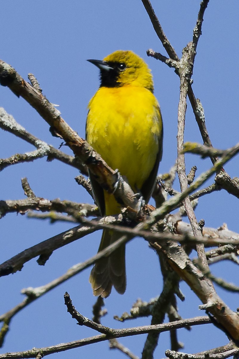 Orchard Oriole - ML618825012