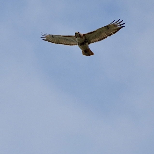 Red-tailed Hawk - ML618825170