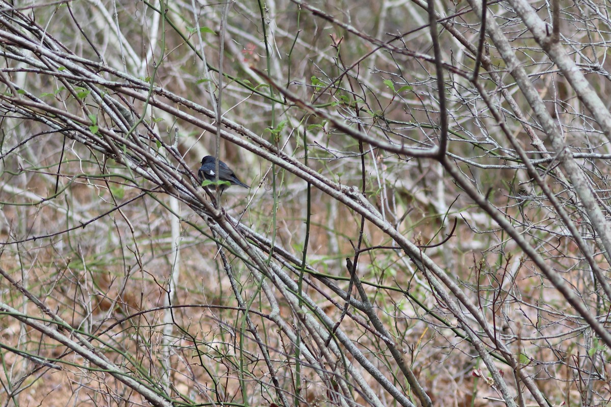 Black-throated Blue Warbler - Peter Johnson-Staub