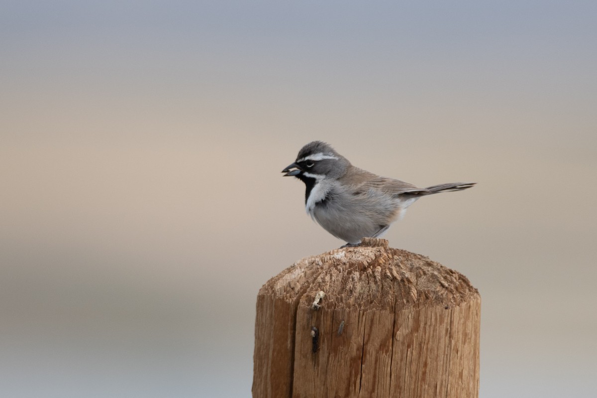 Black-throated Sparrow - ML618825210