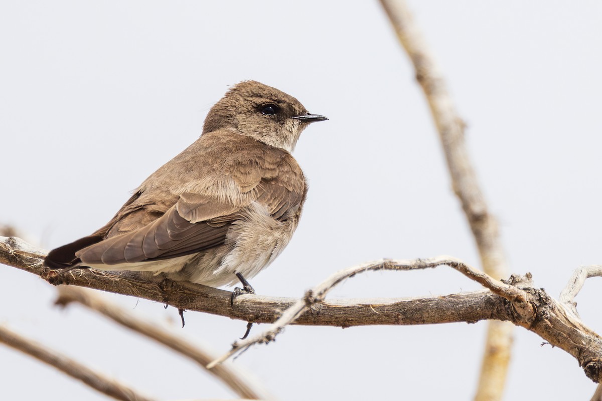 Northern Rough-winged Swallow - ML618825234