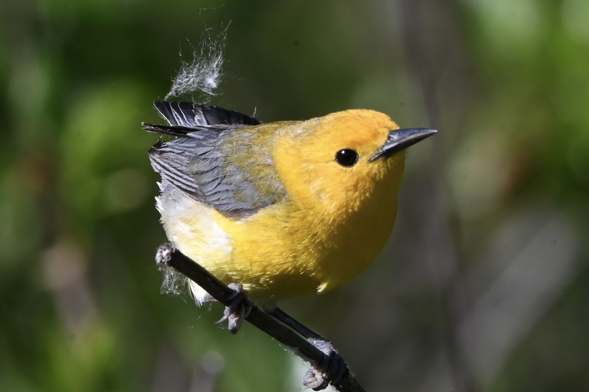 Prothonotary Warbler - ML618825246