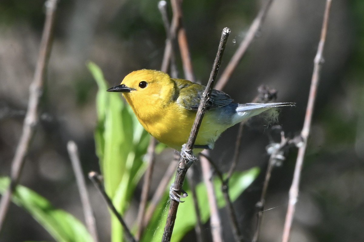 Prothonotary Warbler - ML618825247