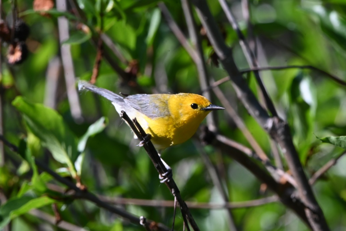 Prothonotary Warbler - ML618825248