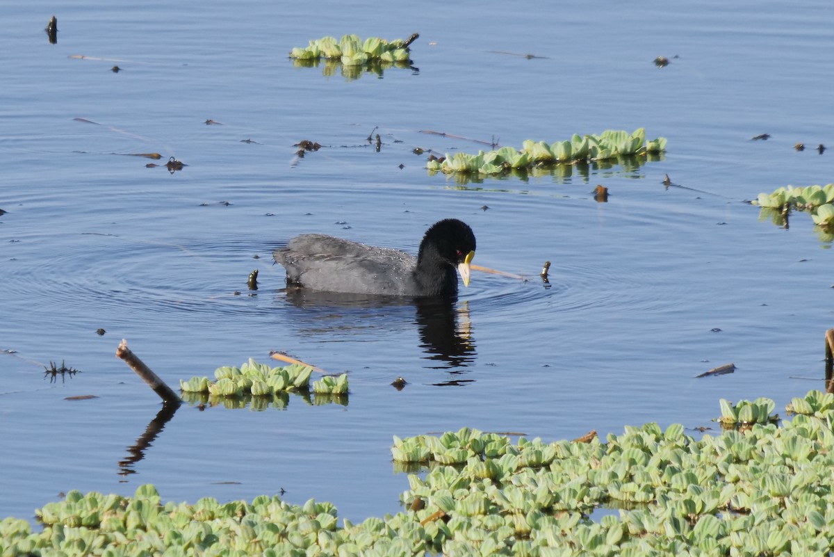 White-winged Coot - ML618825271