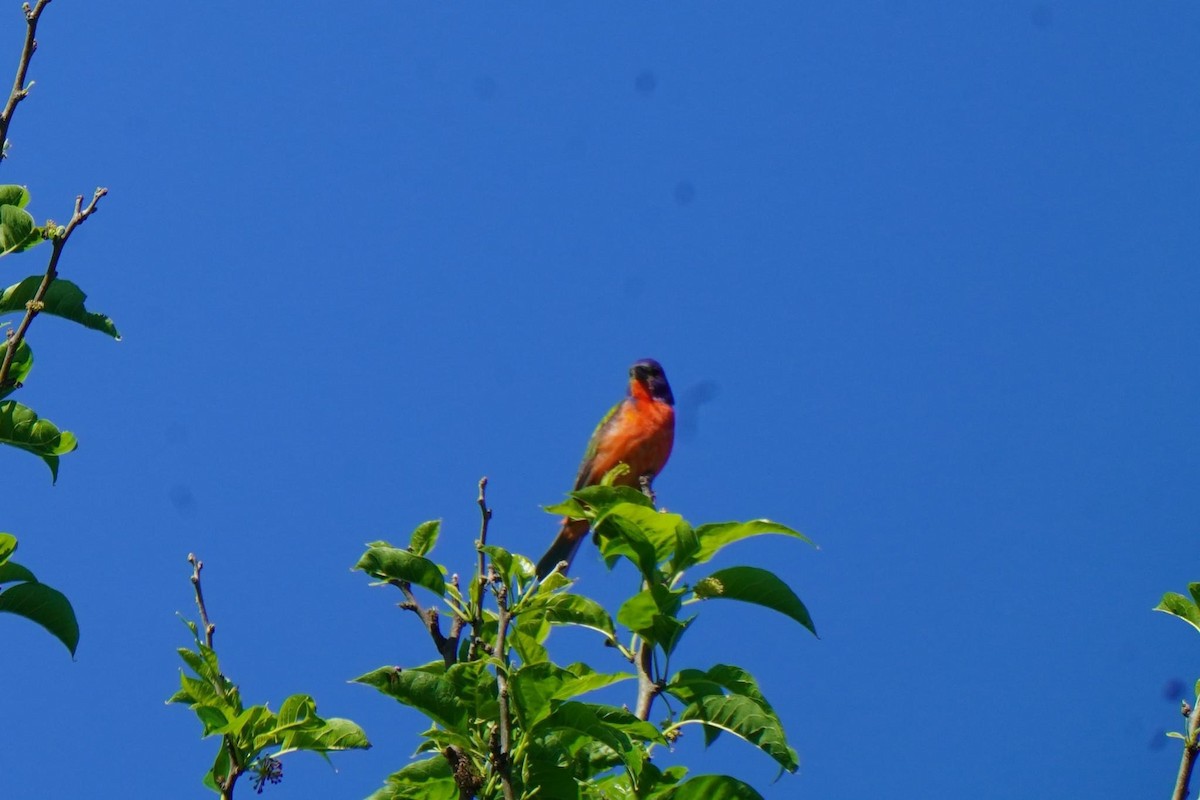 Painted Bunting - ML618825273