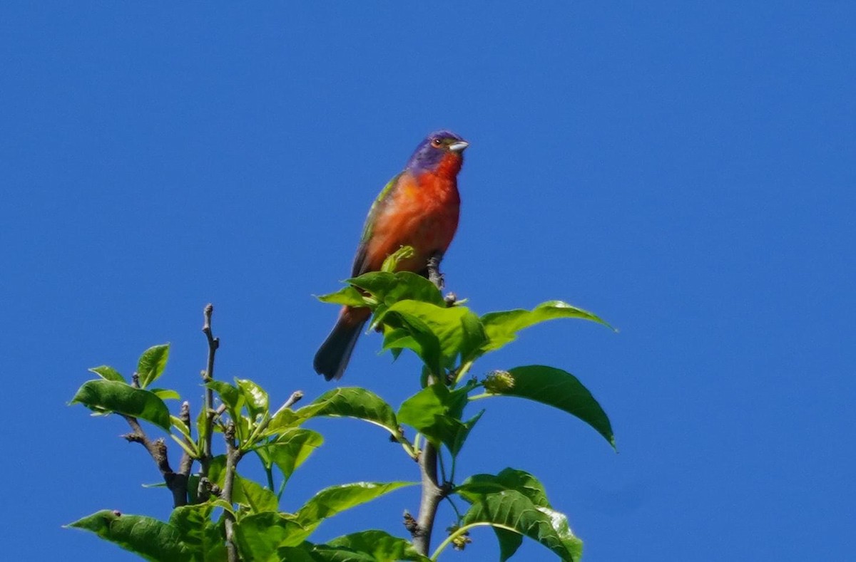 Painted Bunting - Calvin Rees