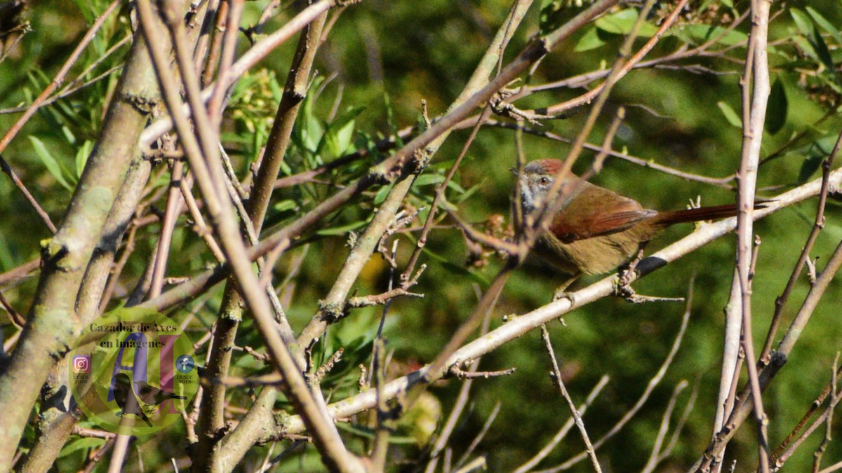 Sooty-fronted Spinetail - Pedro Rivero