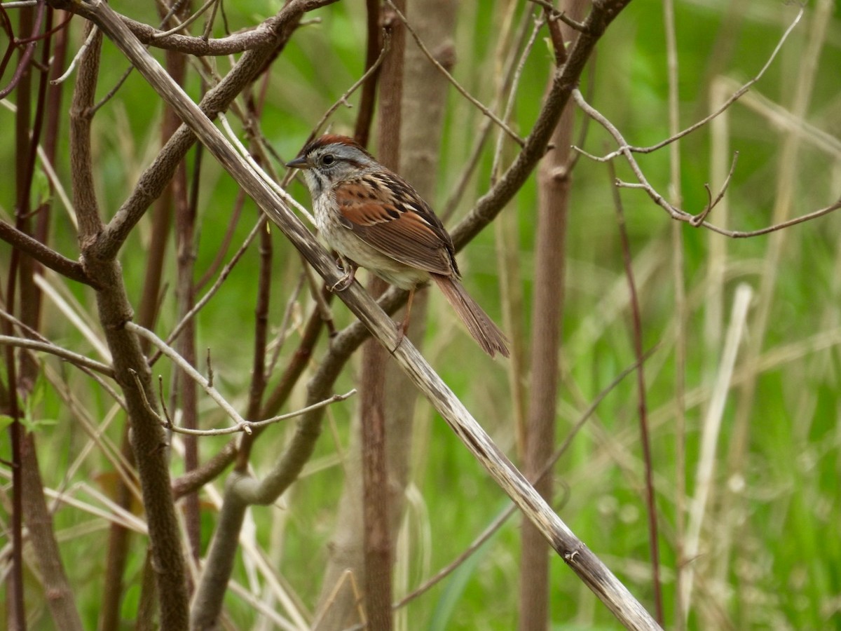 Swamp Sparrow - ML618825305