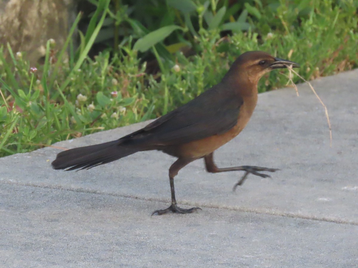 Boat-tailed Grackle - ML618825379