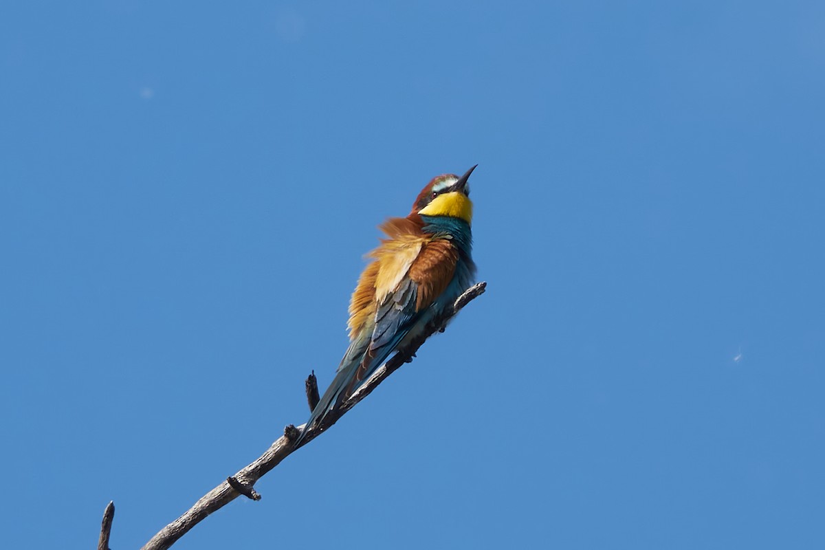 European Bee-eater - Luis Manso