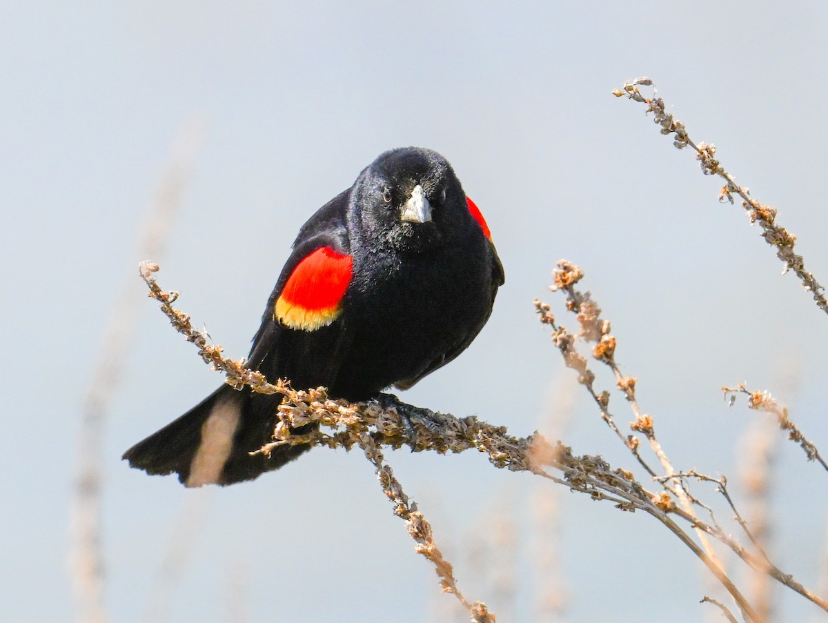 Red-winged Blackbird - ML618825459