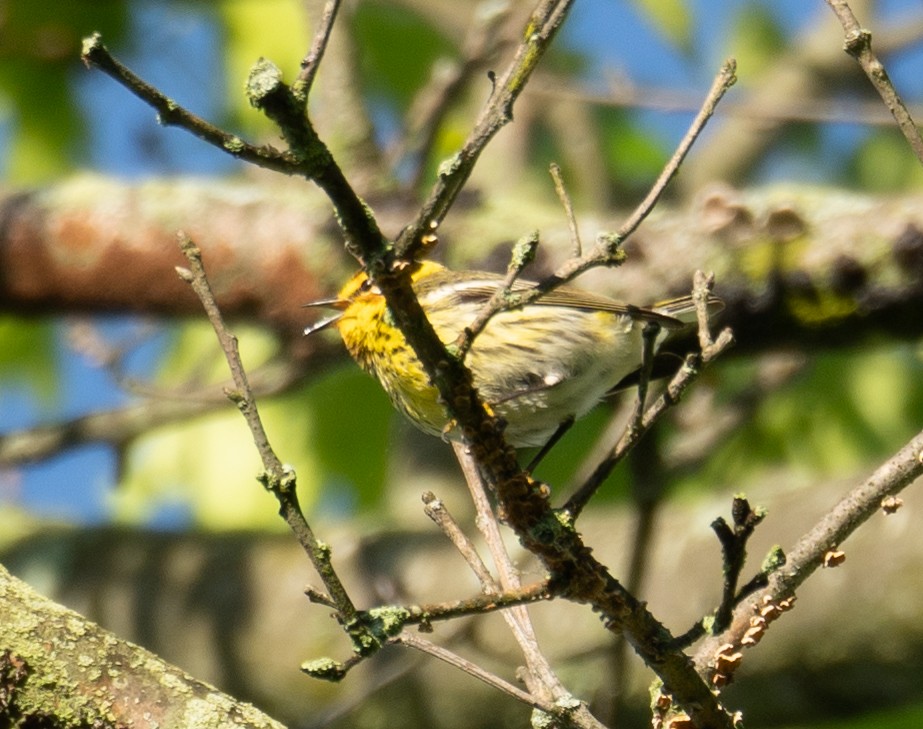Cape May Warbler - Kevin Gong