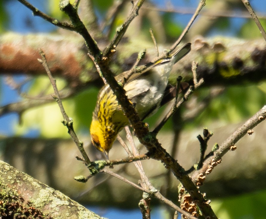 Cape May Warbler - ML618825539