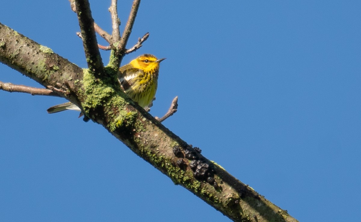 Cape May Warbler - ML618825540