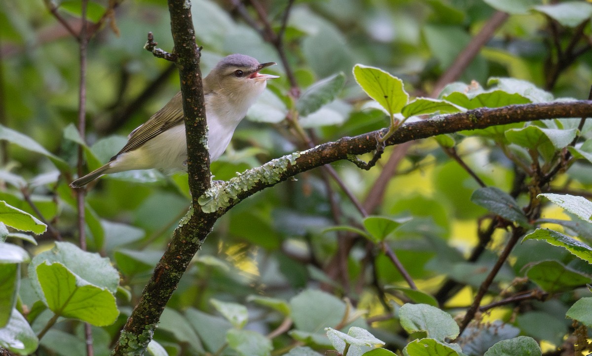 Red-eyed Vireo - Kevin Gong