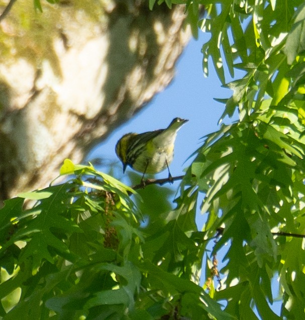 Black-throated Green Warbler - ML618825555