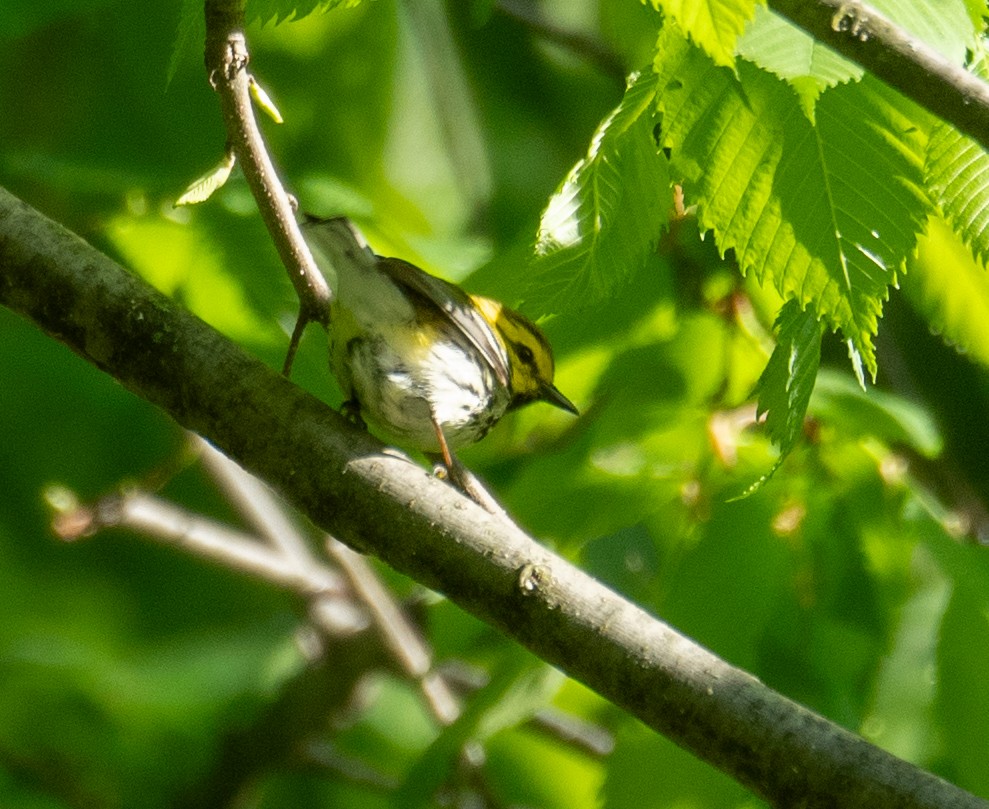 Black-throated Green Warbler - Kevin Gong