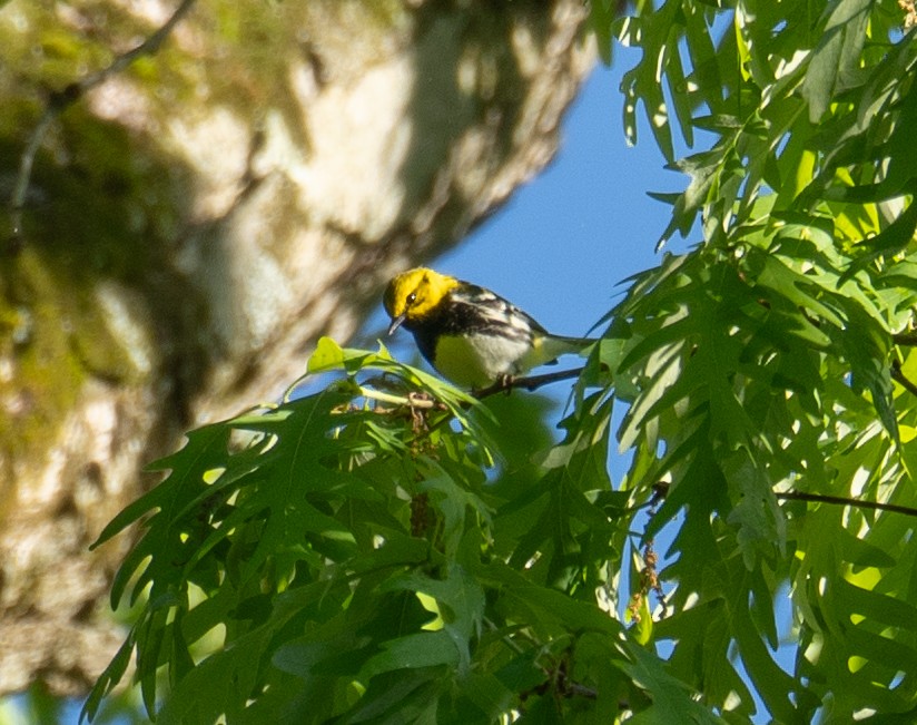 Black-throated Green Warbler - Kevin Gong