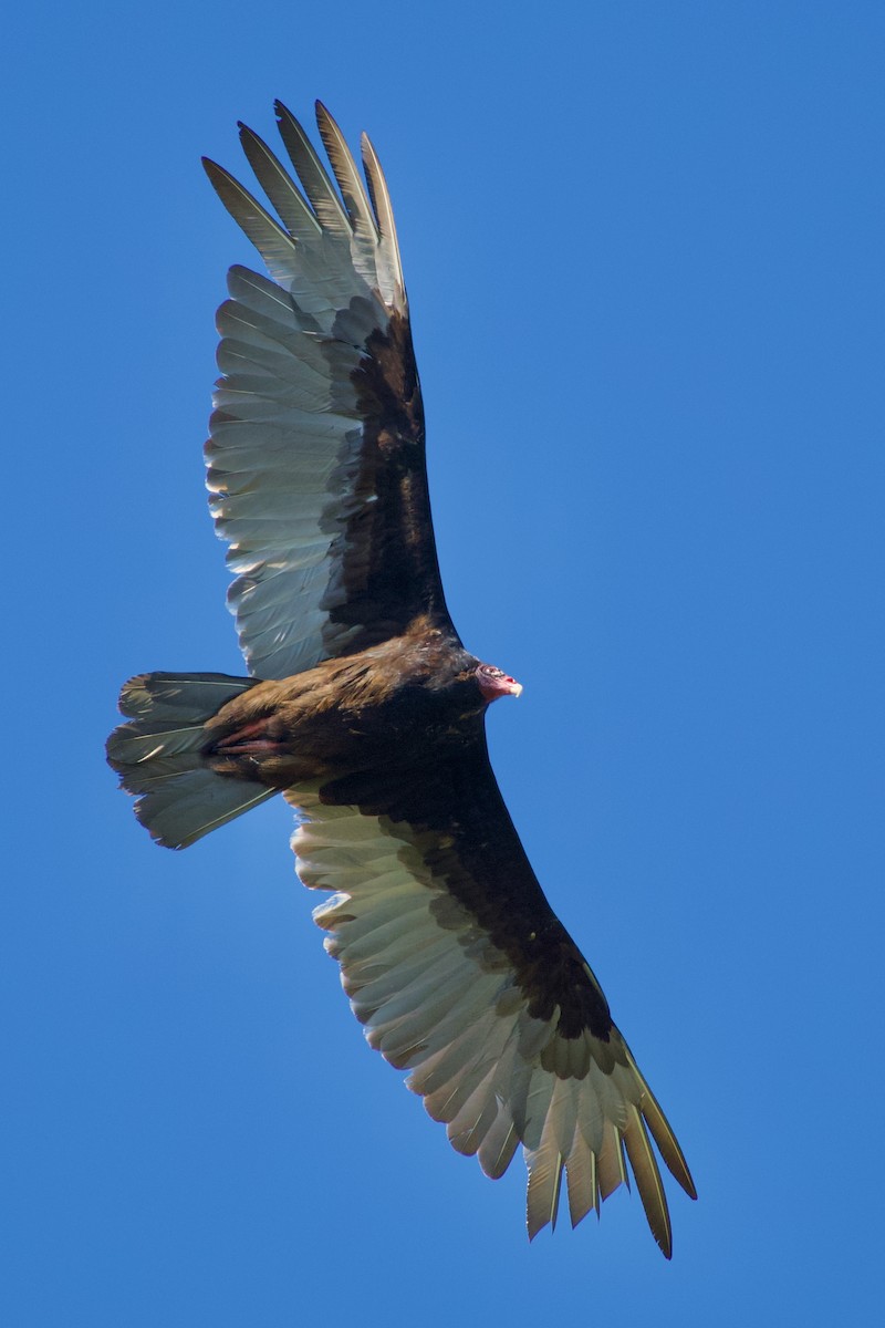 Turkey Vulture - ML618825561