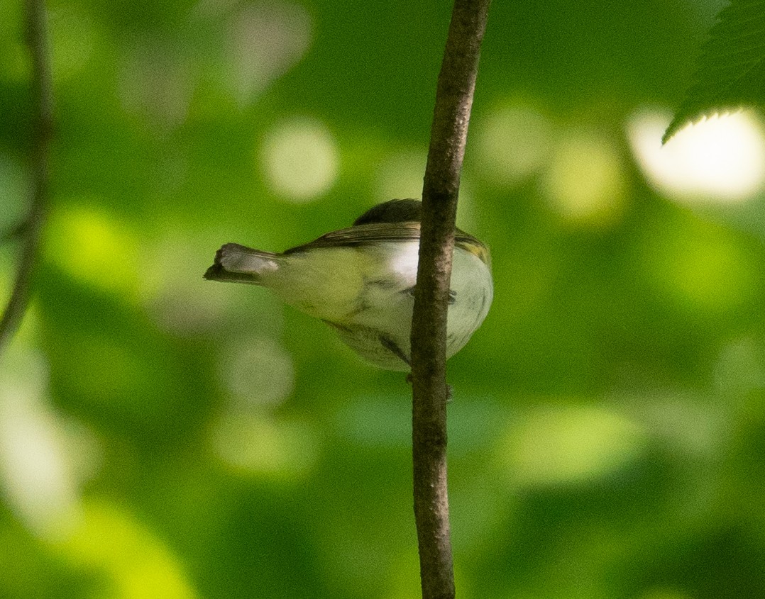 Red-eyed Vireo - Kevin Gong