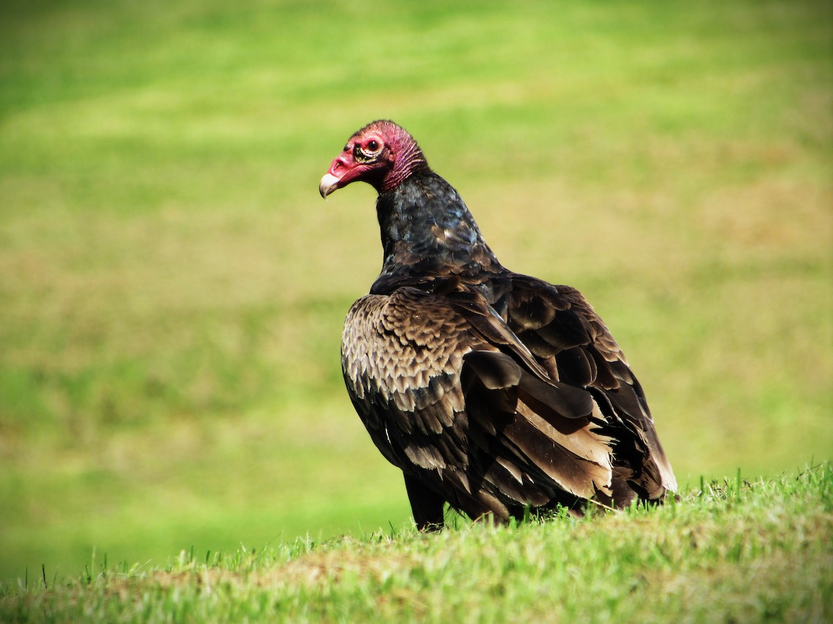 Turkey Vulture - Fred Kachmarik