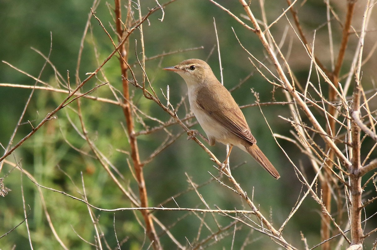 Common Reed Warbler - ML618825593