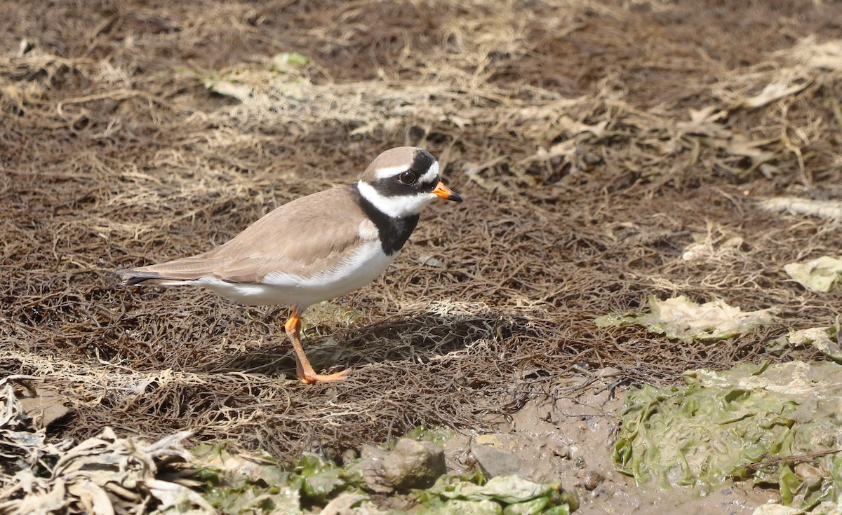 Common Ringed Plover - ML618825613