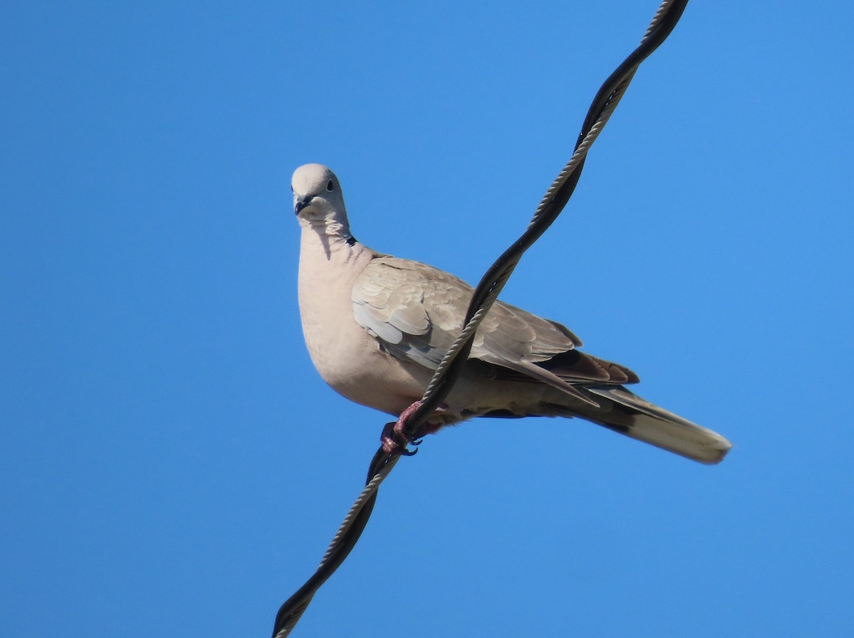 Eurasian Collared-Dove - Pamela Hunt