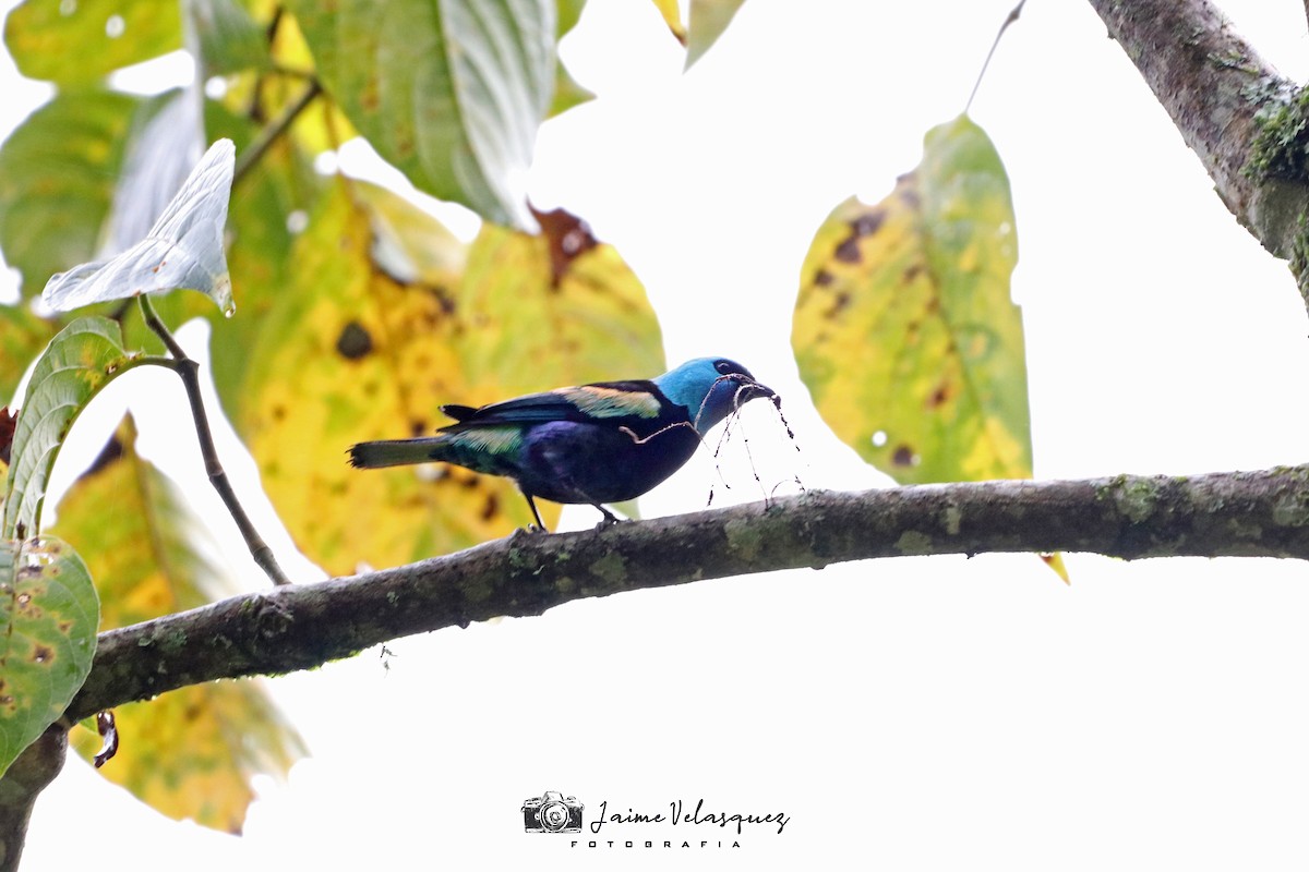 Blue-necked Tanager - ML618825634