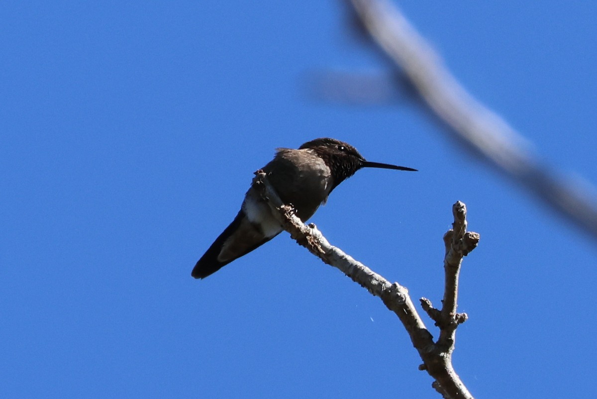 Ruby-throated Hummingbird - Vern Bothwell