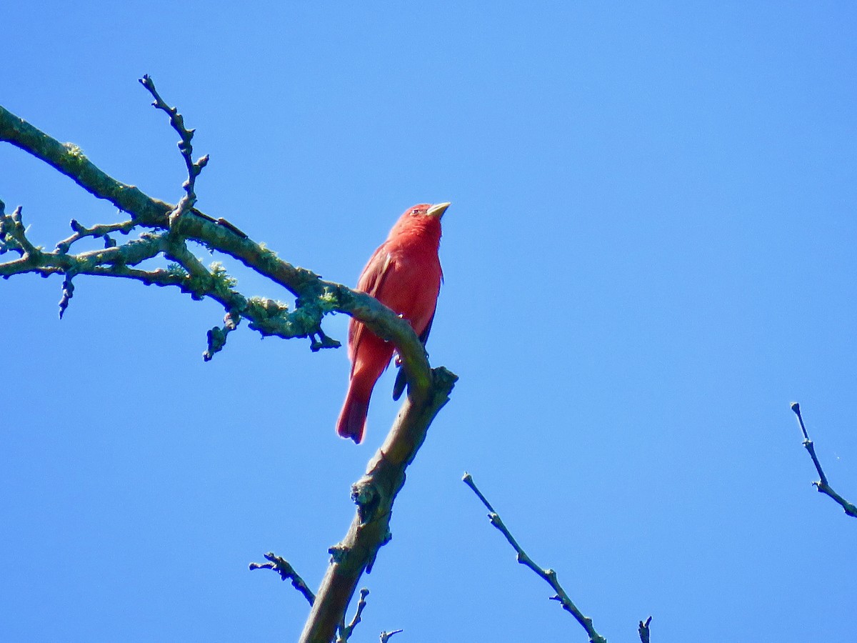 Summer Tanager - michele ramsey