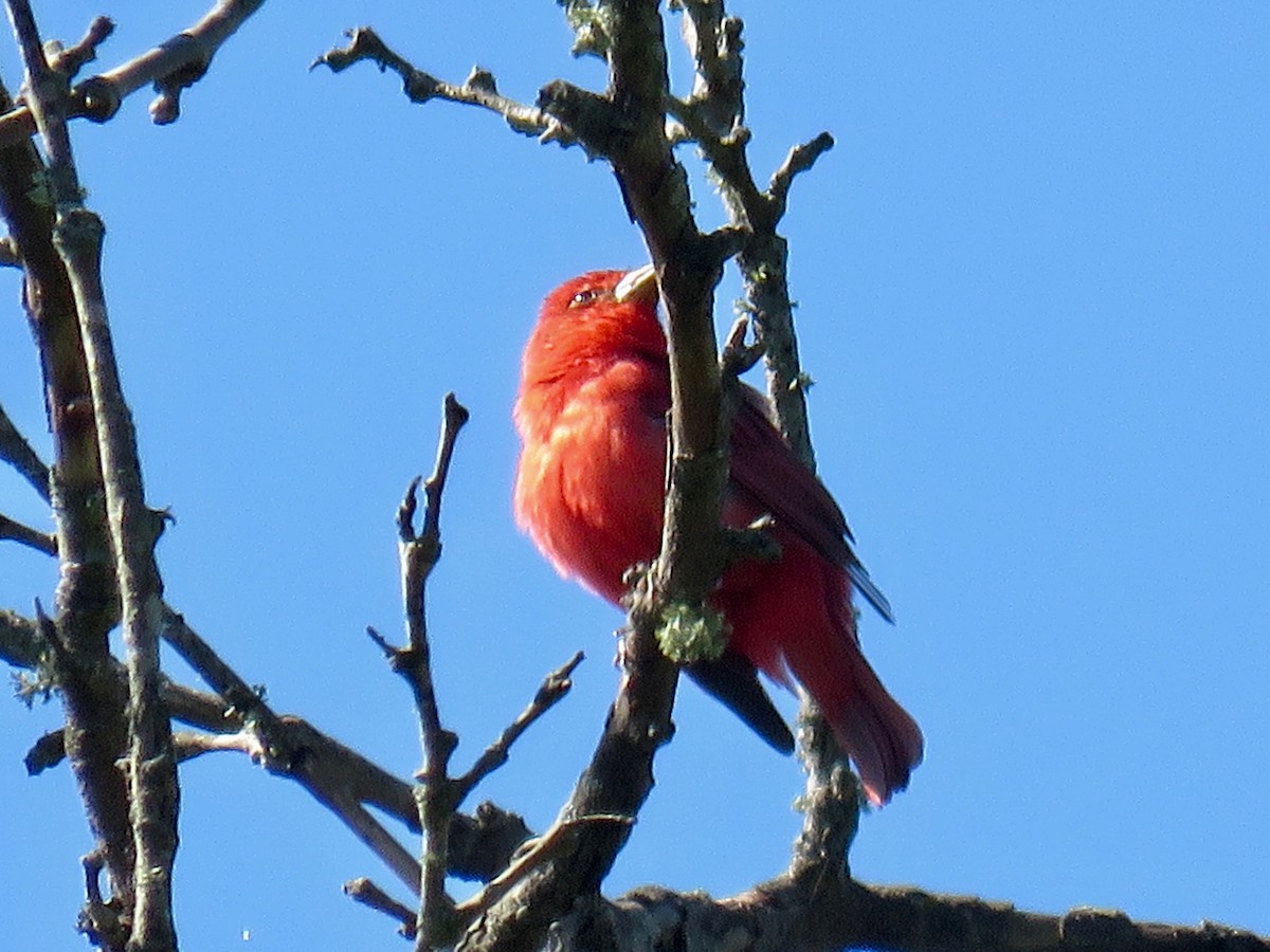 Summer Tanager - michele ramsey