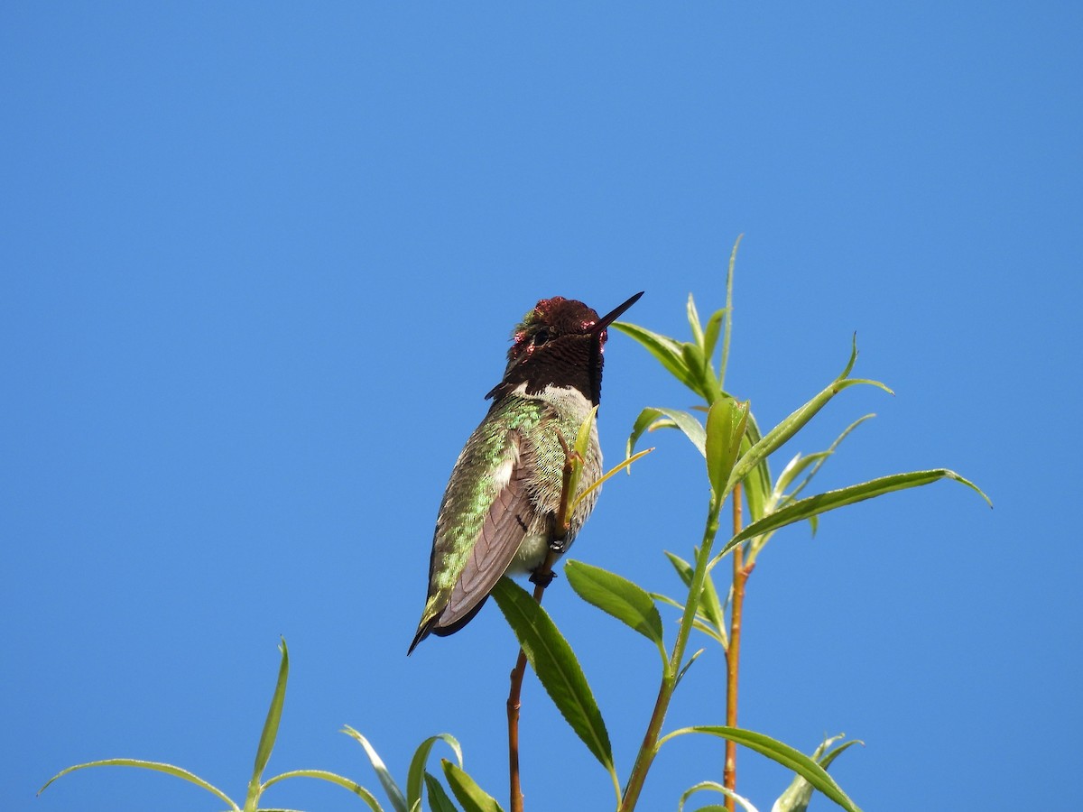 Anna's Hummingbird - ML618825726