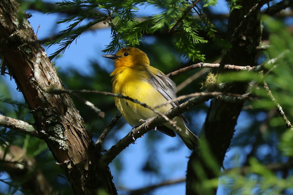 Prothonotary Warbler - ML618825797