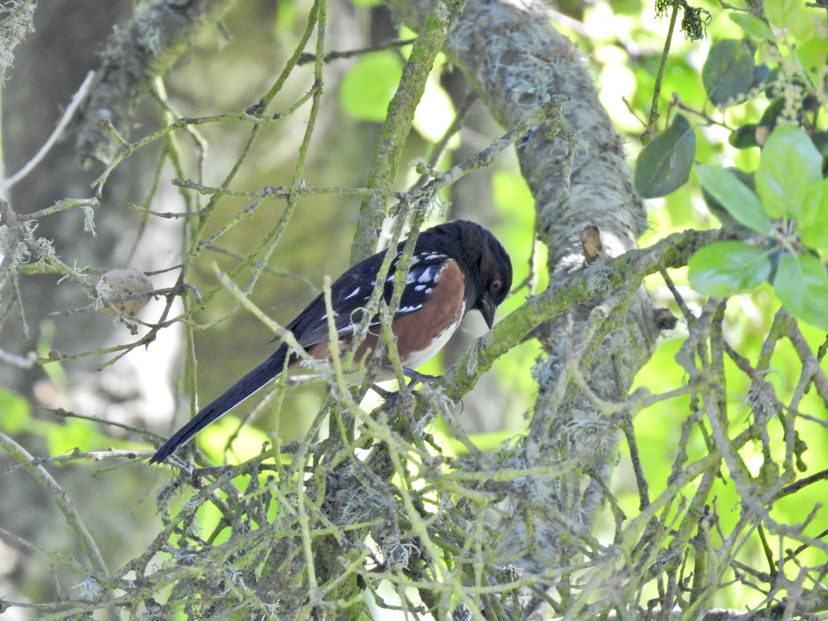 Spotted Towhee - ML618825799