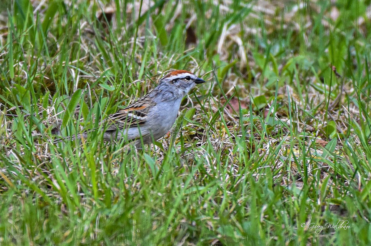 Chipping Sparrow - Garry Waldram