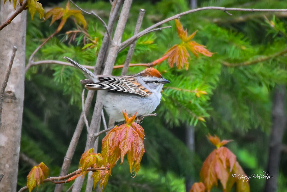 Chipping Sparrow - ML618825803