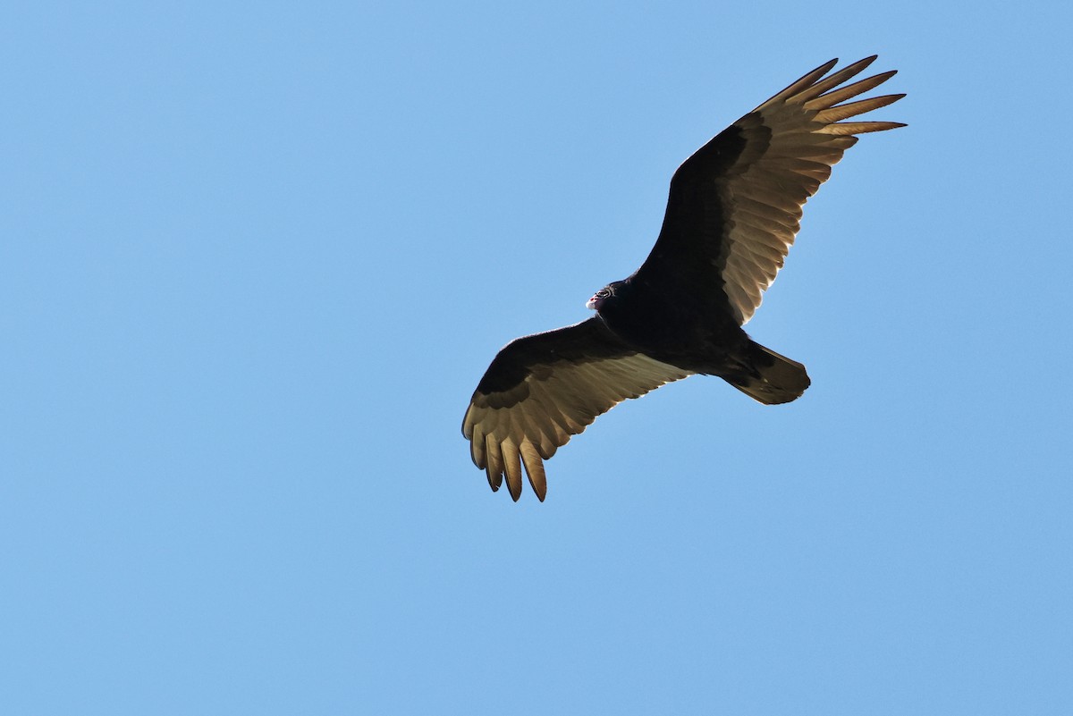 Turkey Vulture - Jean Carpentier