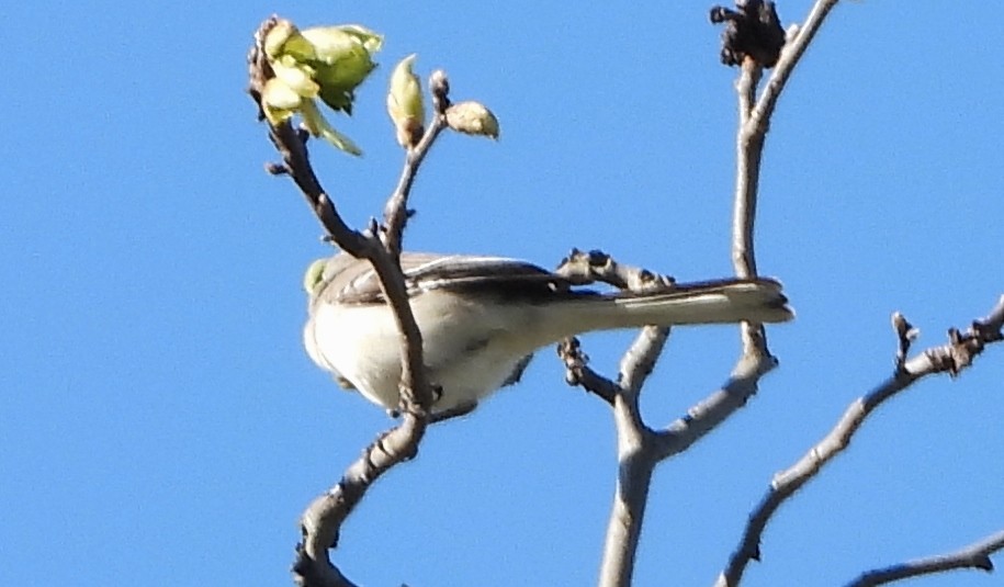 Northern Mockingbird - alan murray