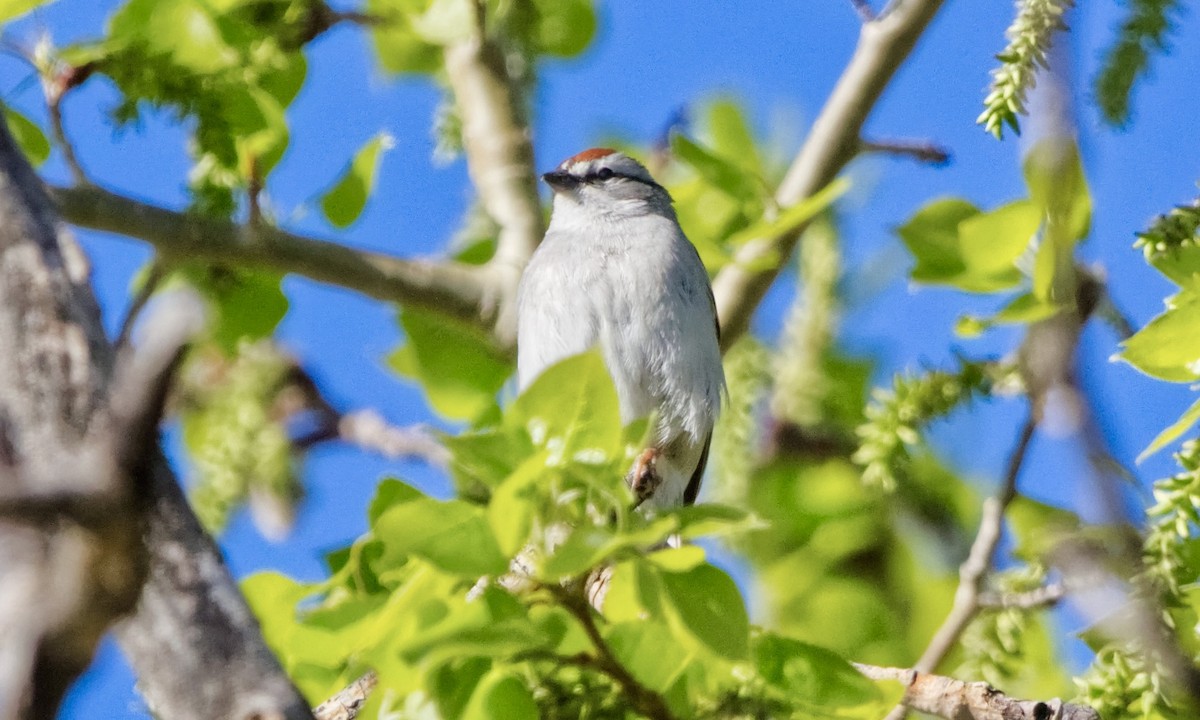 Chipping Sparrow - ML618825873